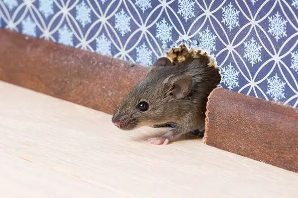 What do mice do when they're at home?