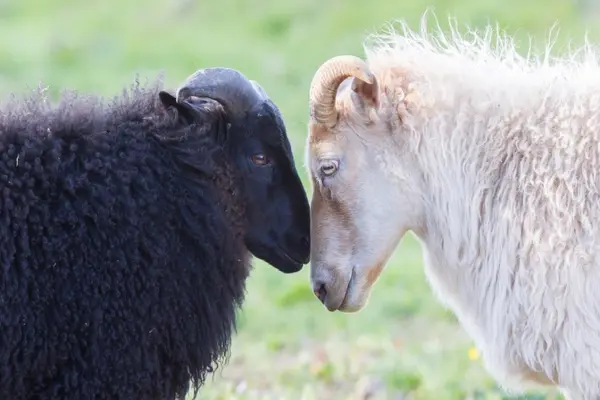 What do sheep say when they're in love?