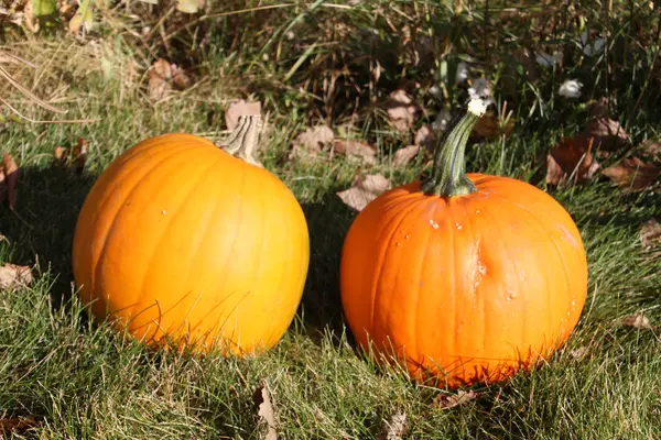 What did the pumpkin say after Thanksgiving?