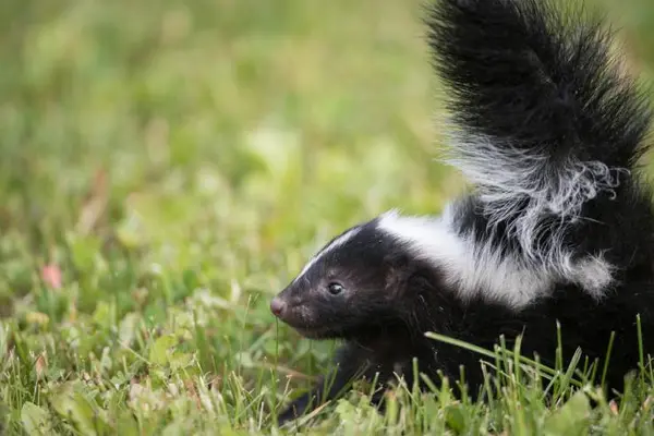 Did you hear about the one with the skunk on a camping trip?
