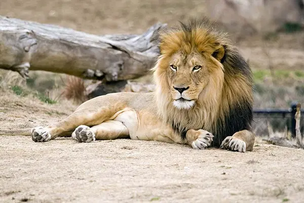 What happened when the lion ate the comedian?