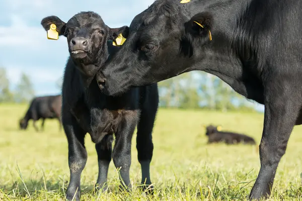 What was the cow's response when she caught her calf lying to her?