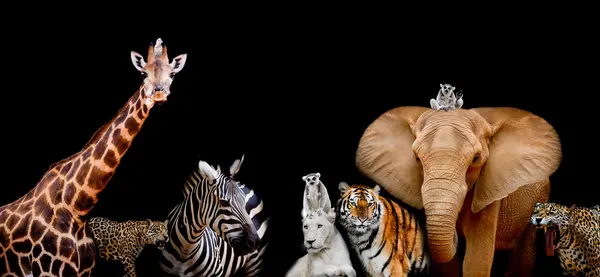 Which animal is the most religious?