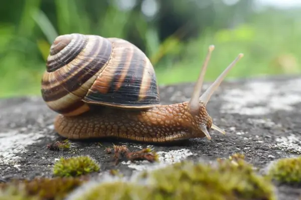Why do some people love eating snails?