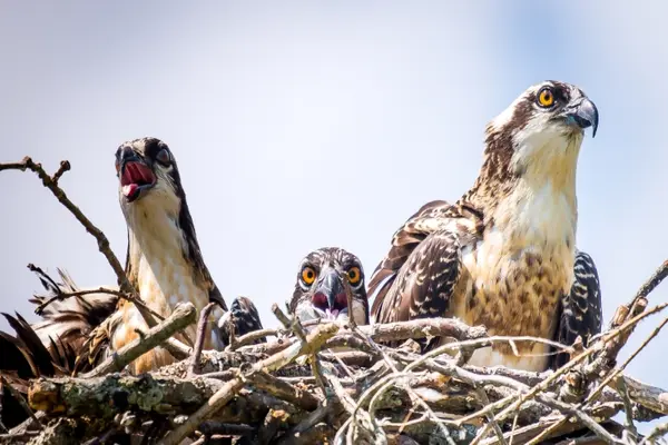 Why are birds of prey such good mothers?