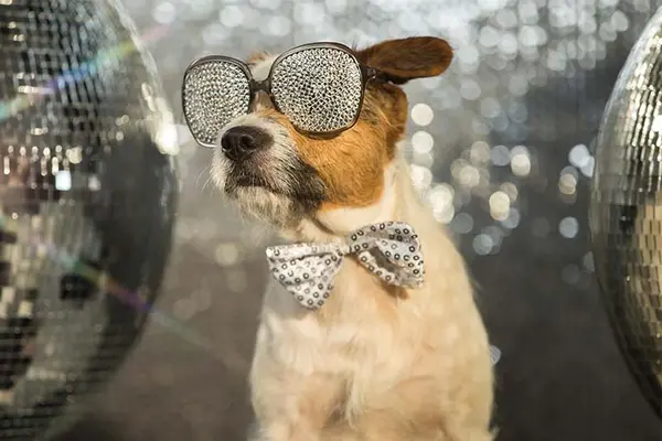 What animal likes to party the most?