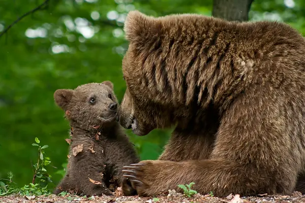 What does a bear cub call its grandfather?