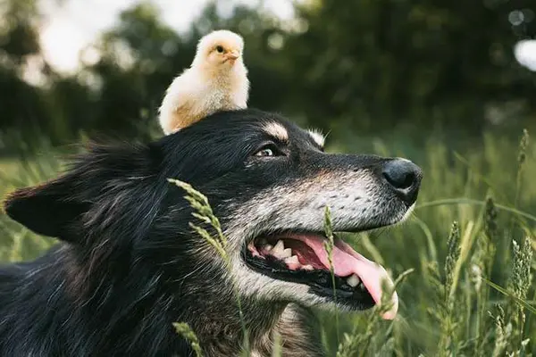 What do you get if you cross a hen with a dog?