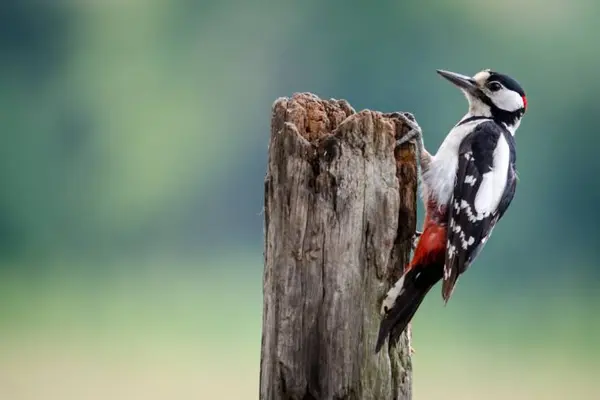 What do you call a woodpecker without a beak?