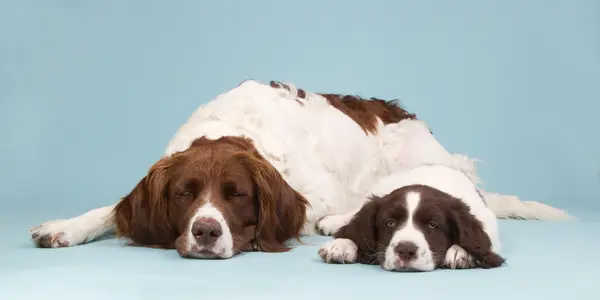 How do dog moms tell stories to their kids?