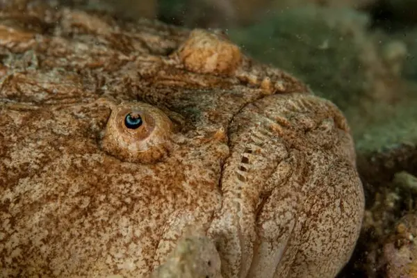 What lives in the ocean, is grouchy, and hates neighbors?