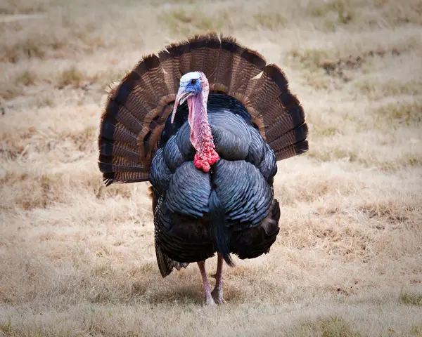 Why did the turkey join the band?