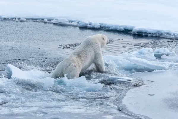 Why did the polar bear fall into the water while talking to a girl?
