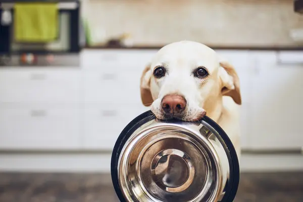 What happened when the dog swallowed a clock?