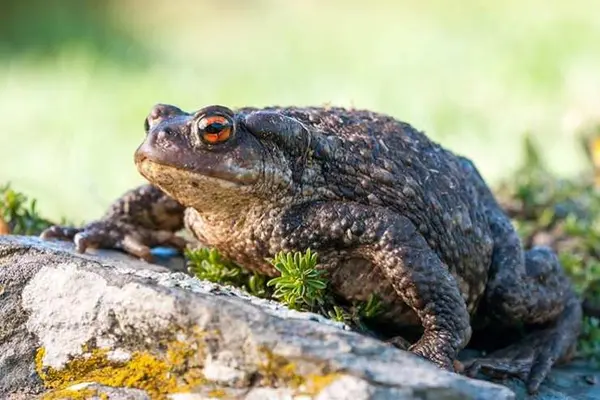 What's a toad's favorite ballet?