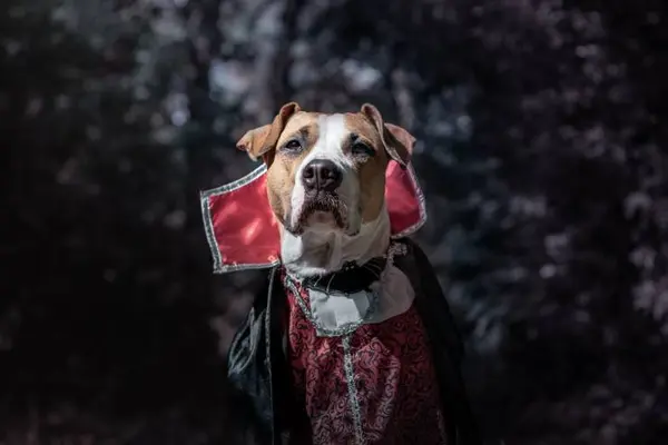 Why do vampires always look sick?