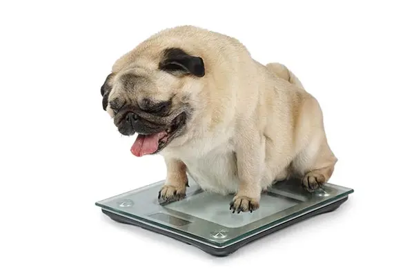 What does winter fat turn into?