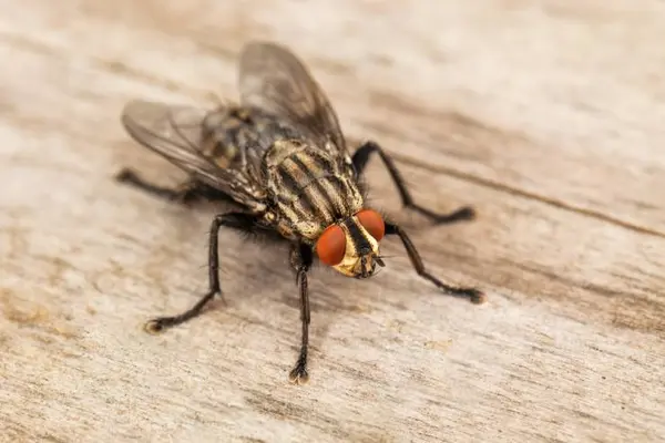 Which fly makes films?