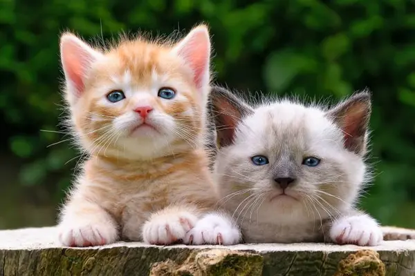 Where do baby cats learn to swim?