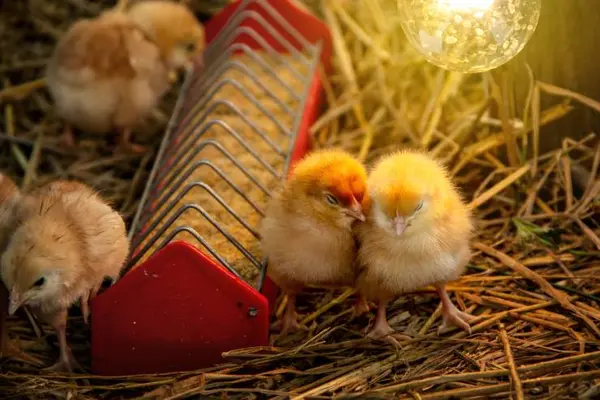 Where's the best place for baby chickens to be born?