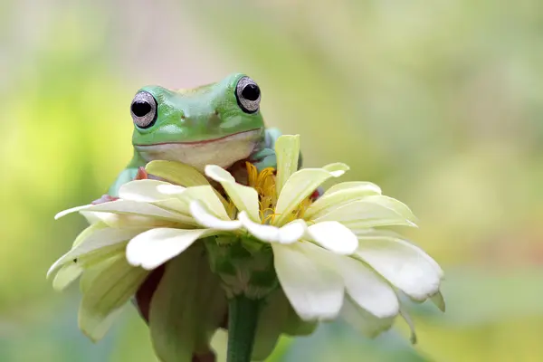 What type of music do frogs listen to?