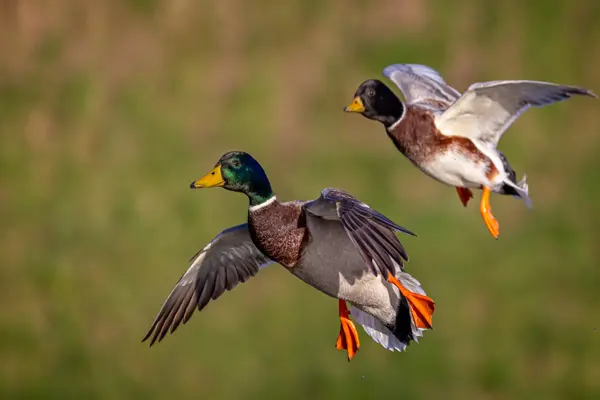 What birds always travel in twos?