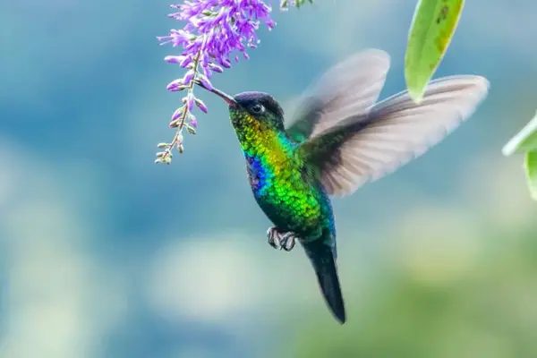 Why do hummingbirds hum instead of singing along to music?