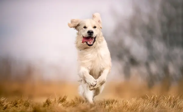 Which dog likes to run across an open field?