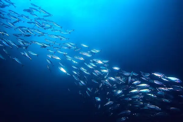 What fish only swims at night?