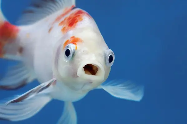 Why did the fish blush?