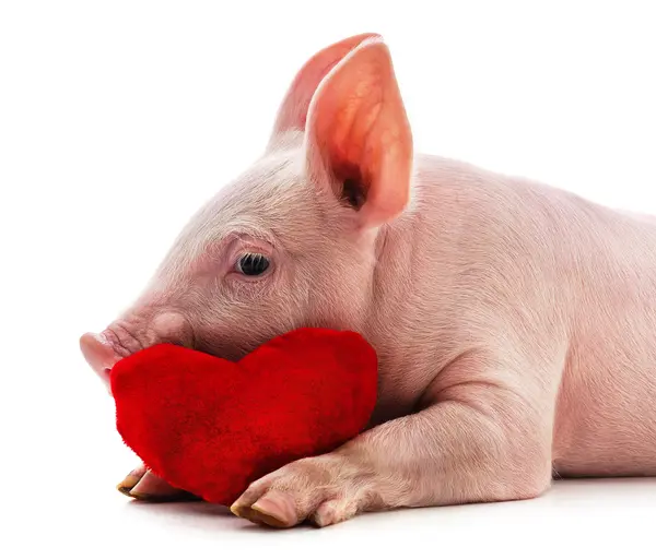 What should you say to a pig on February 14th?