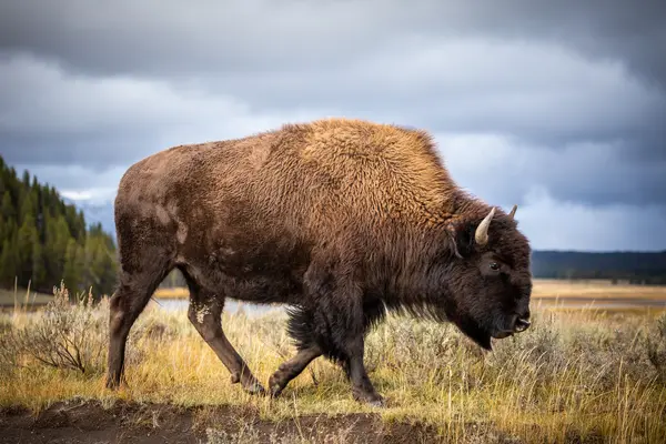 Why do bison love to spread gossip?