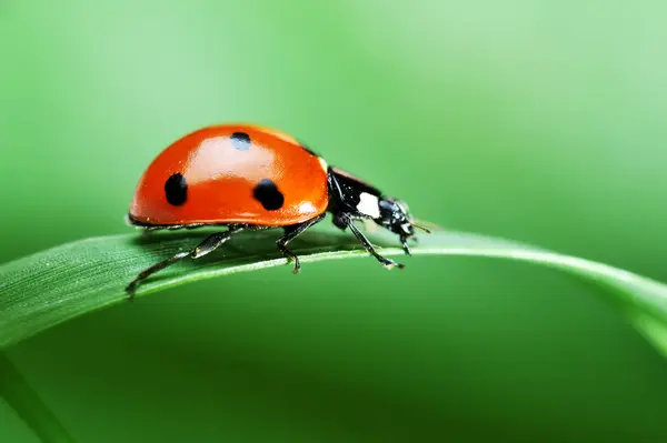 What's the most common blood type for insects?