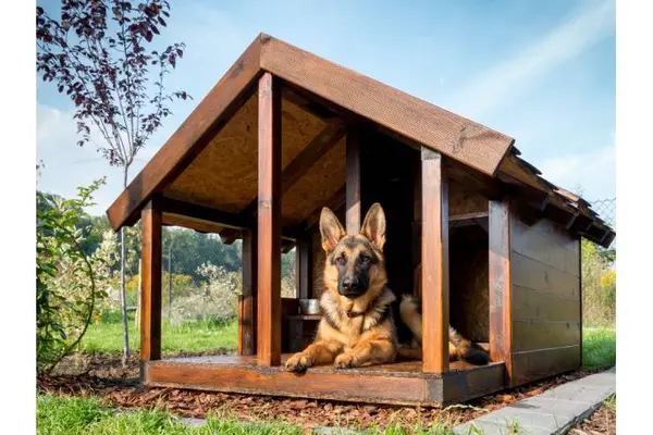 Why did the man name his canines Rolex and Timex?