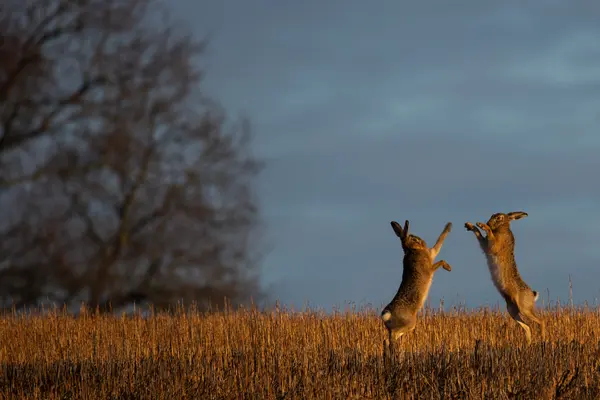 What happened when 500 hares got loose on Main Street?
