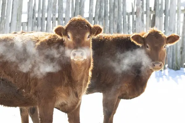 What do you get from an Alaskan cow?