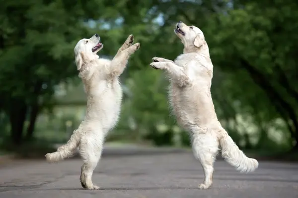Why aren't dogs good at dancing?