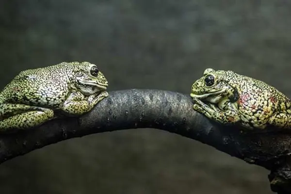What do you say if you meet a toad?