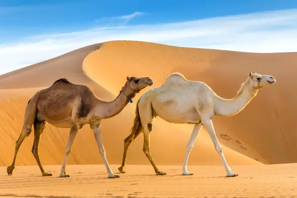 Who do camels find most inspiring?