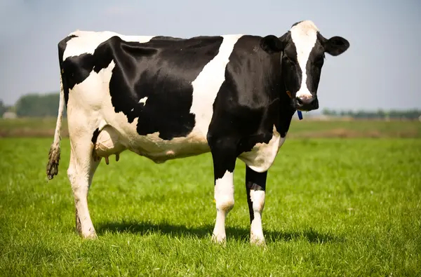 What do you call a cow that can't moo?
