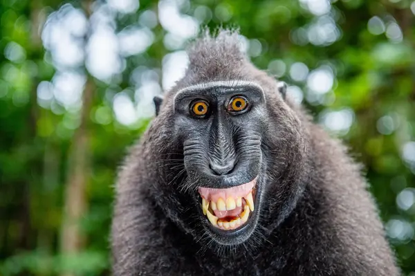Why are monkeys so bad at playing Simon Says?