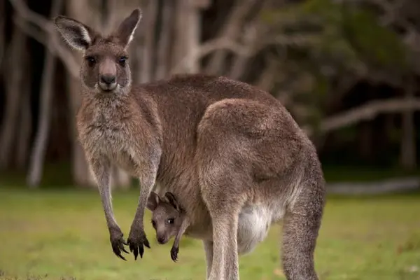 What do you call a kangaroo's lazy joey?