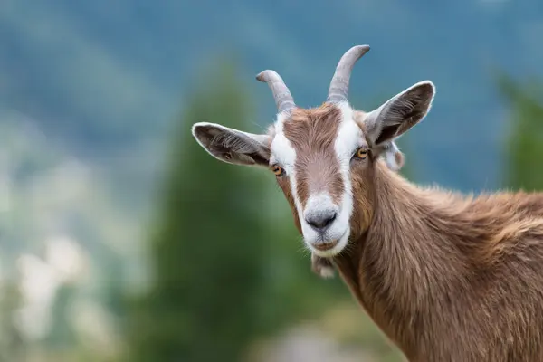 Why did the goat become a lawyer?