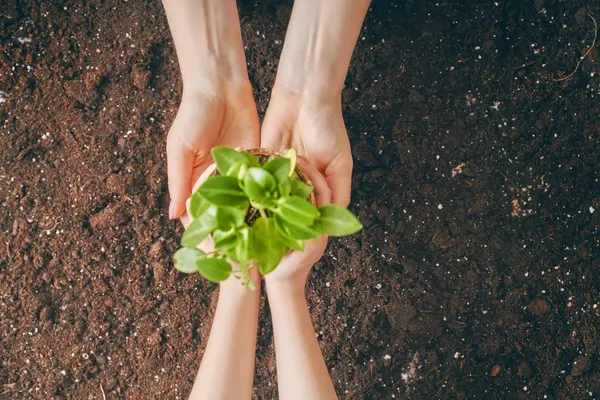 Which parent cares the most for the environment?