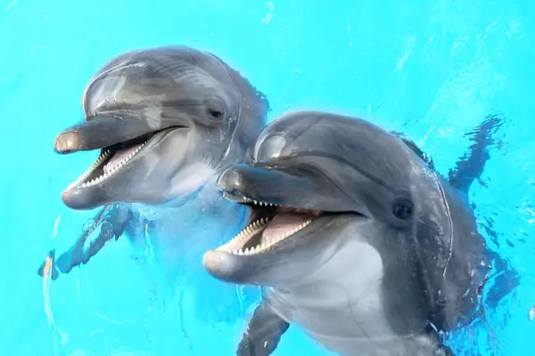 What's the ocean's funniest animal?