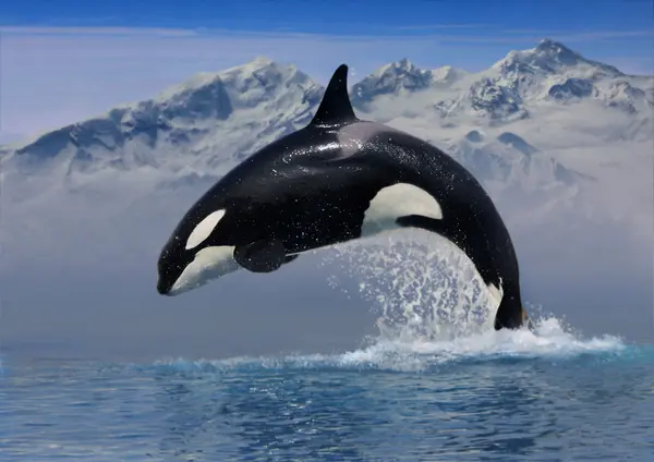 What kind of music do killer whales listen to?