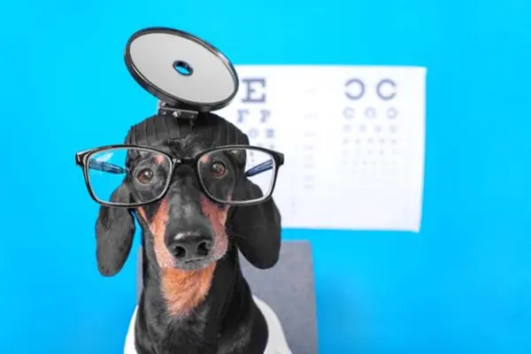 What dog wears contact lenses?