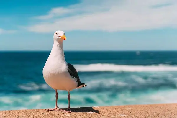 Why do seagulls fly over the sea?