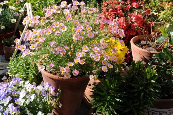 Why do potted plants shower so much in April?