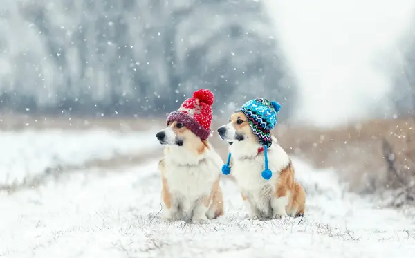 What do dogs wear on their ears when it's cold outside?